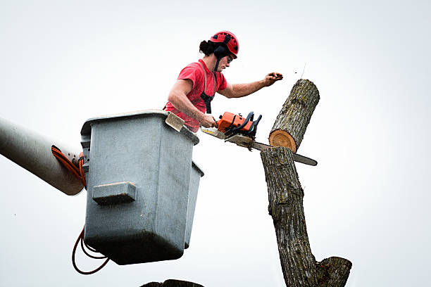 Tree Services