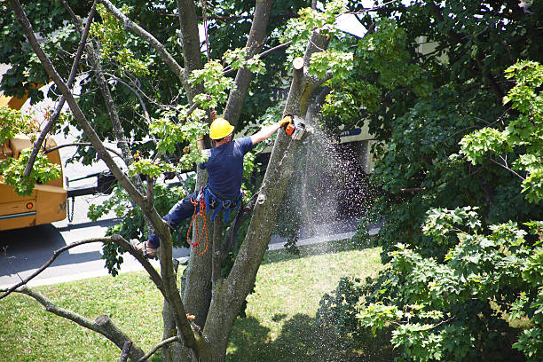 Best Sod Installation  in USA